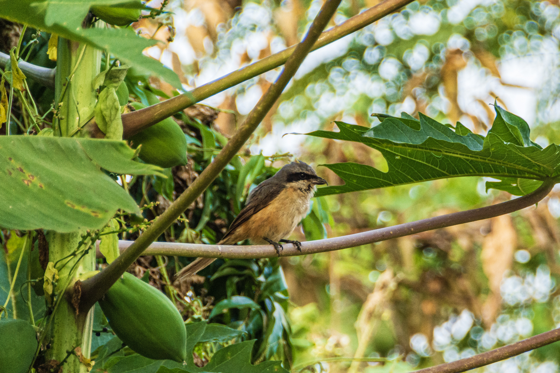 Chitwan Tharu Village Tour